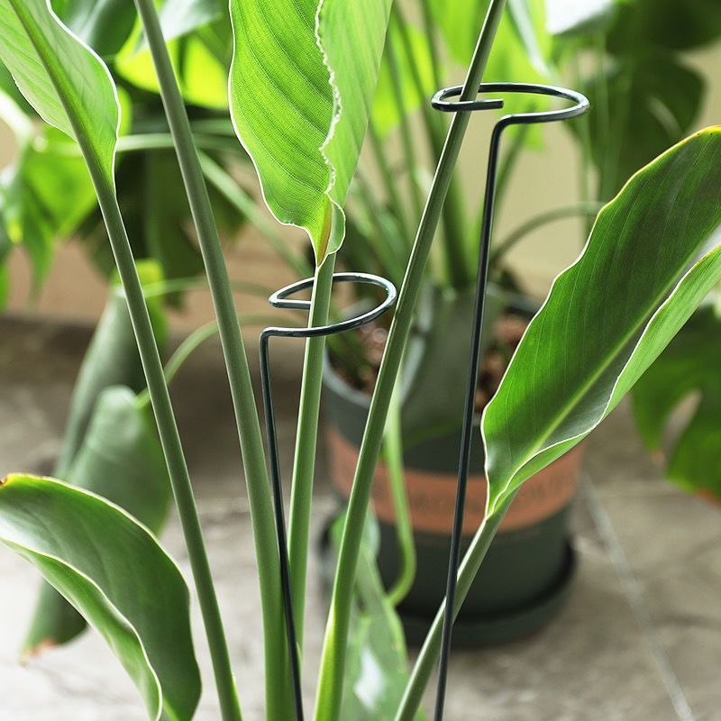 1/10 個ガーデンサポートステークリング金属単一茎植物低木 - Gardening Tools Range のレビューと価格