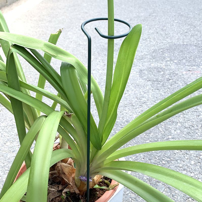 1-10 個金属単一幹植物低木ホルダーガーデンサポートステー - Gardening Tools Range のレビューと価格